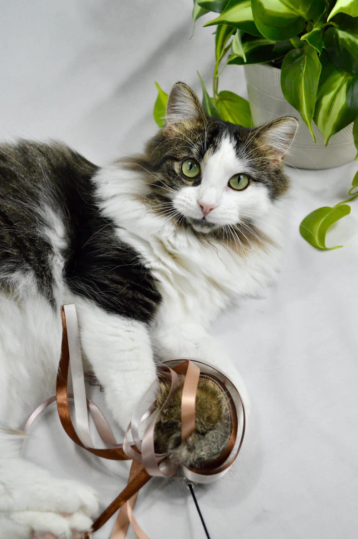 Enlarge Meadow, a Adoptable mixed breed in Steinbach, MB image 1/6
