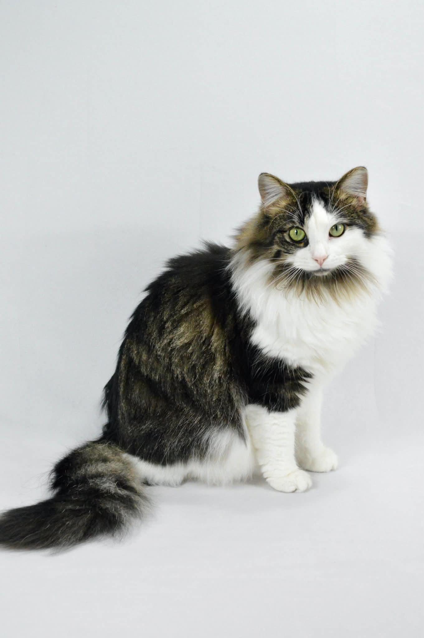 Enlarge Meadow, a Adoptable mixed breed in Steinbach, MB image 2/6