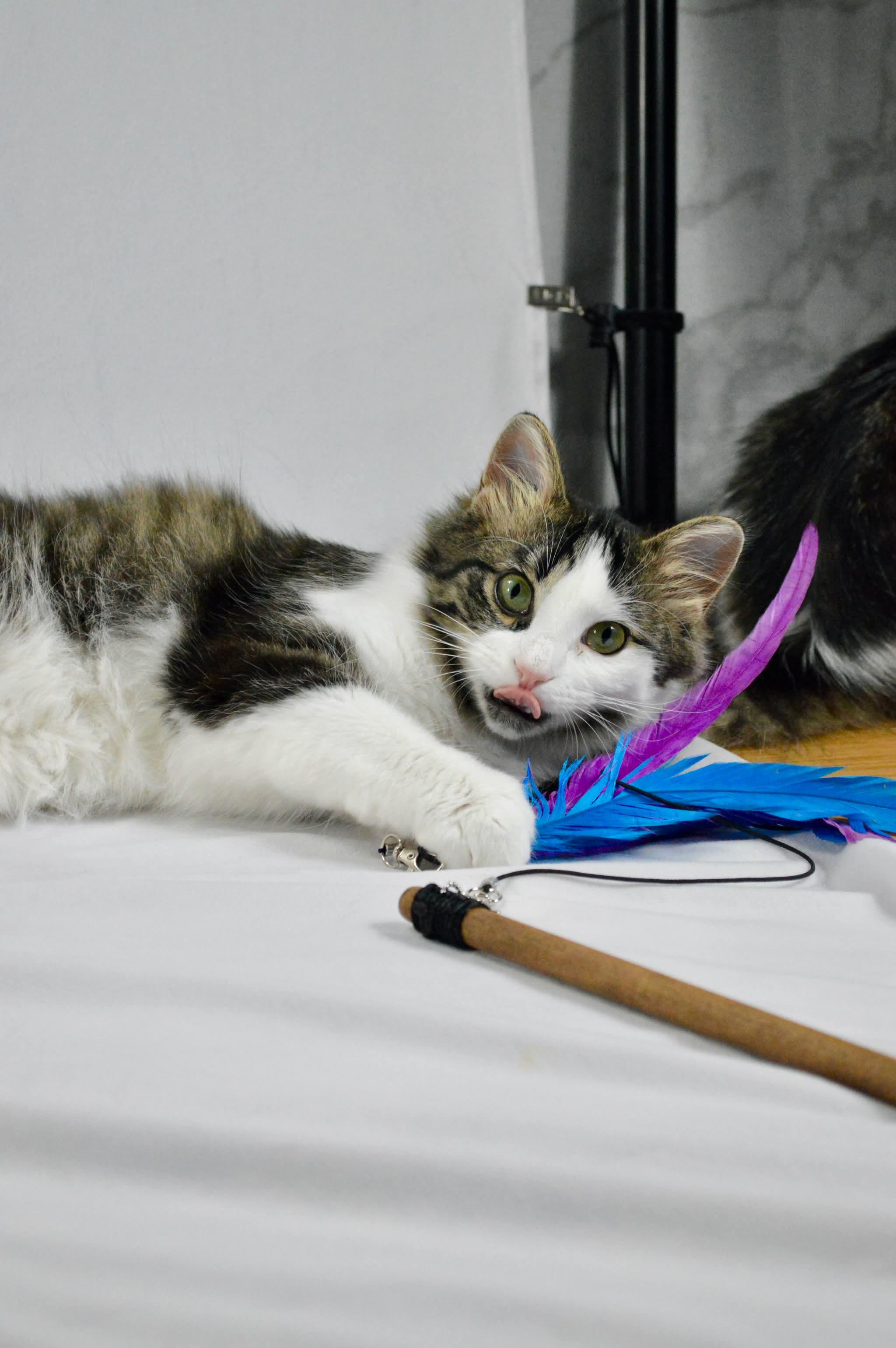Enlarge Meadow, a Adoptable mixed breed in Steinbach, MB image 2/6