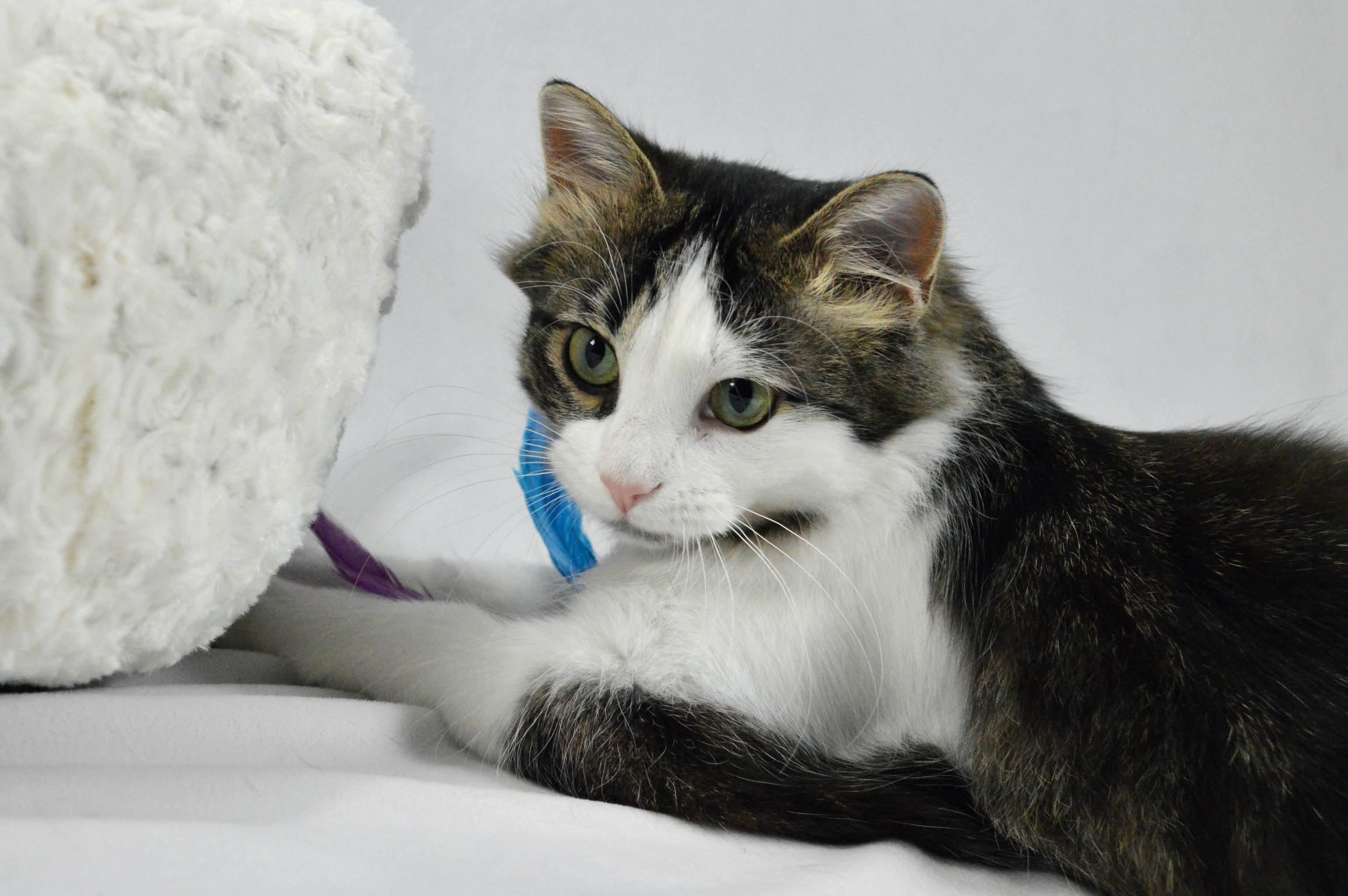 Enlarge Meadow, a Adoptable mixed breed in Steinbach, MB image 3/6