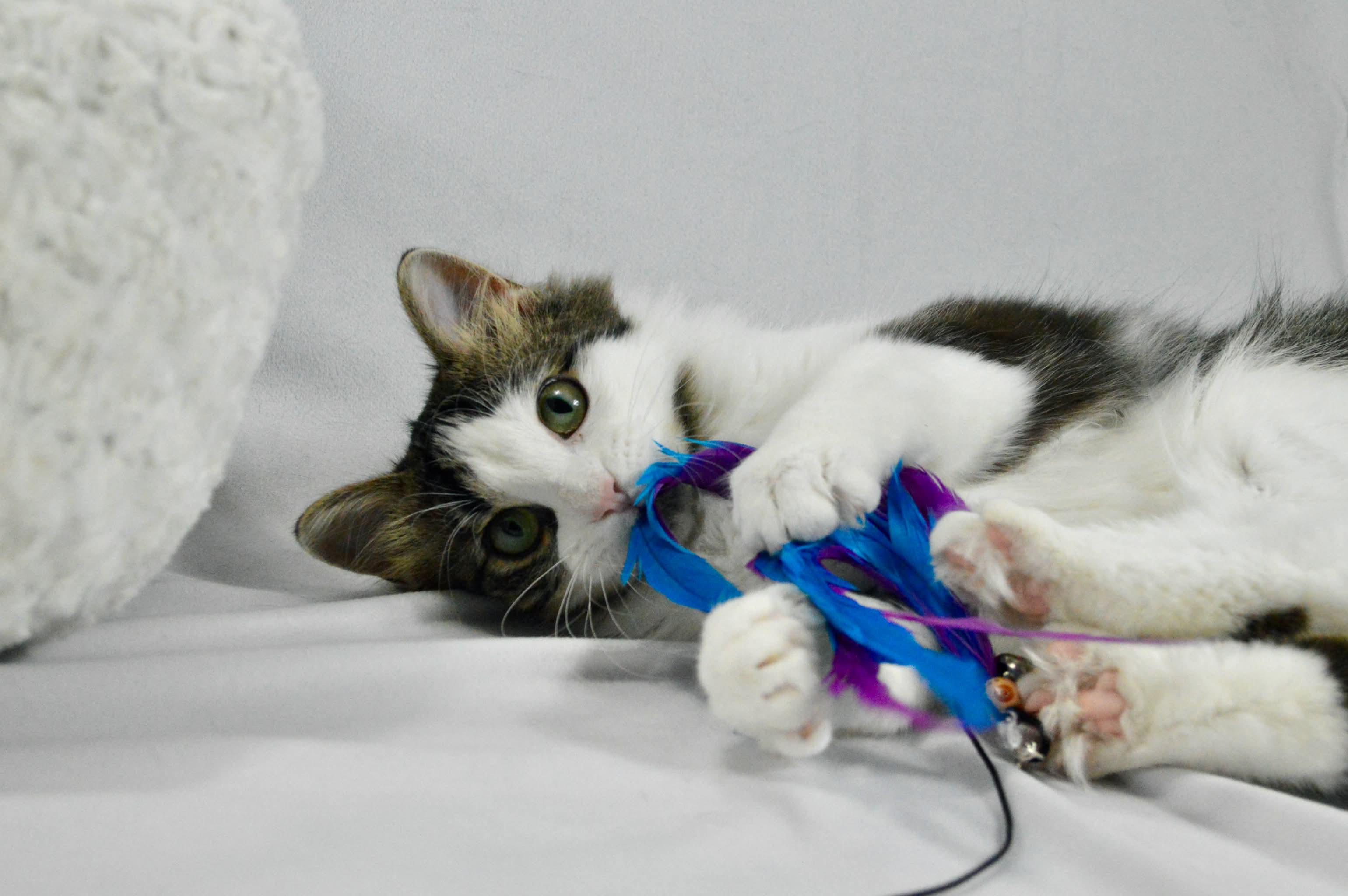 Enlarge Meadow, a Adoptable mixed breed in Steinbach, MB image 4/6