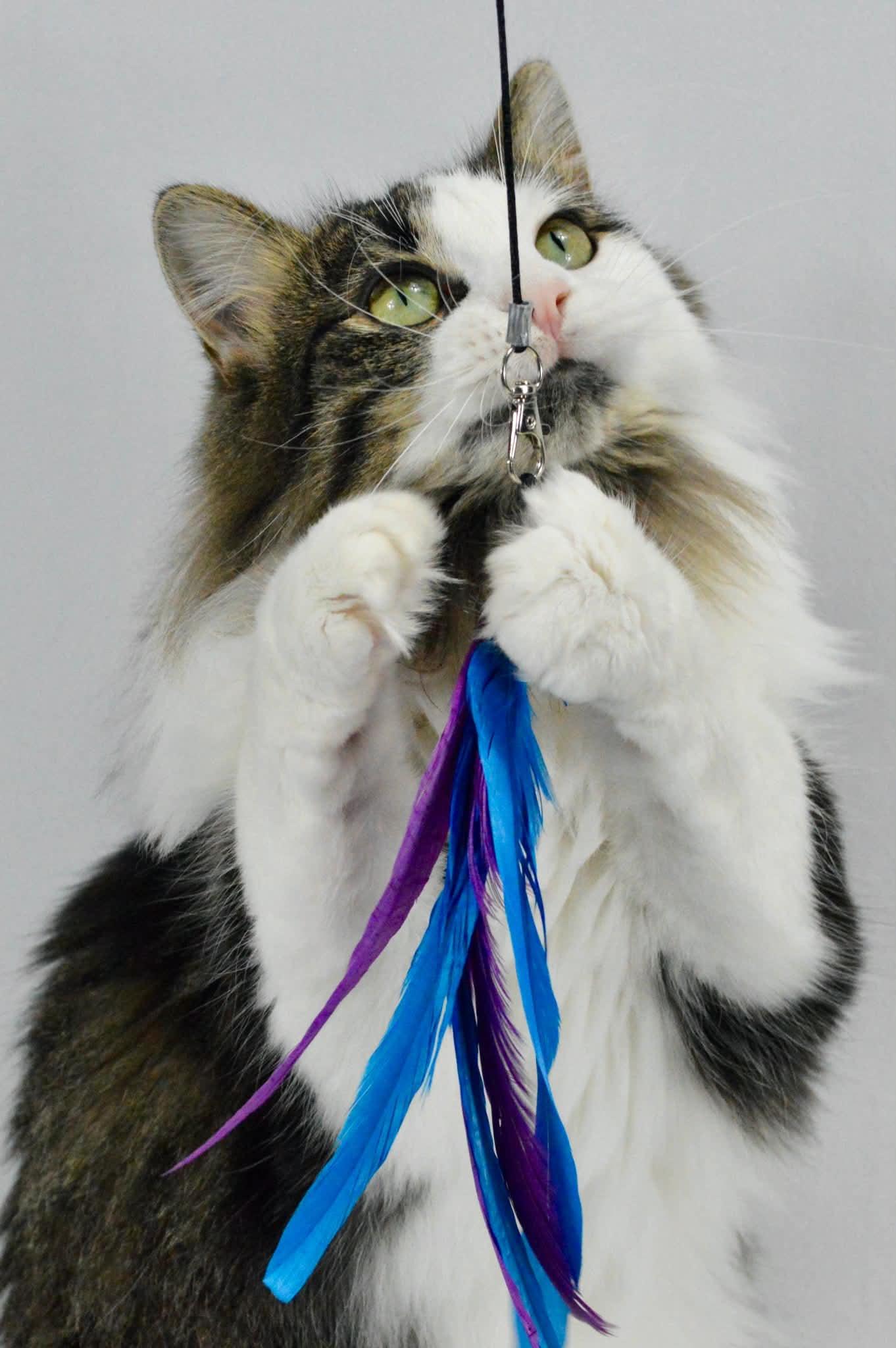 Enlarge Meadow, a Adoptable mixed breed in Steinbach, MB image 5/6