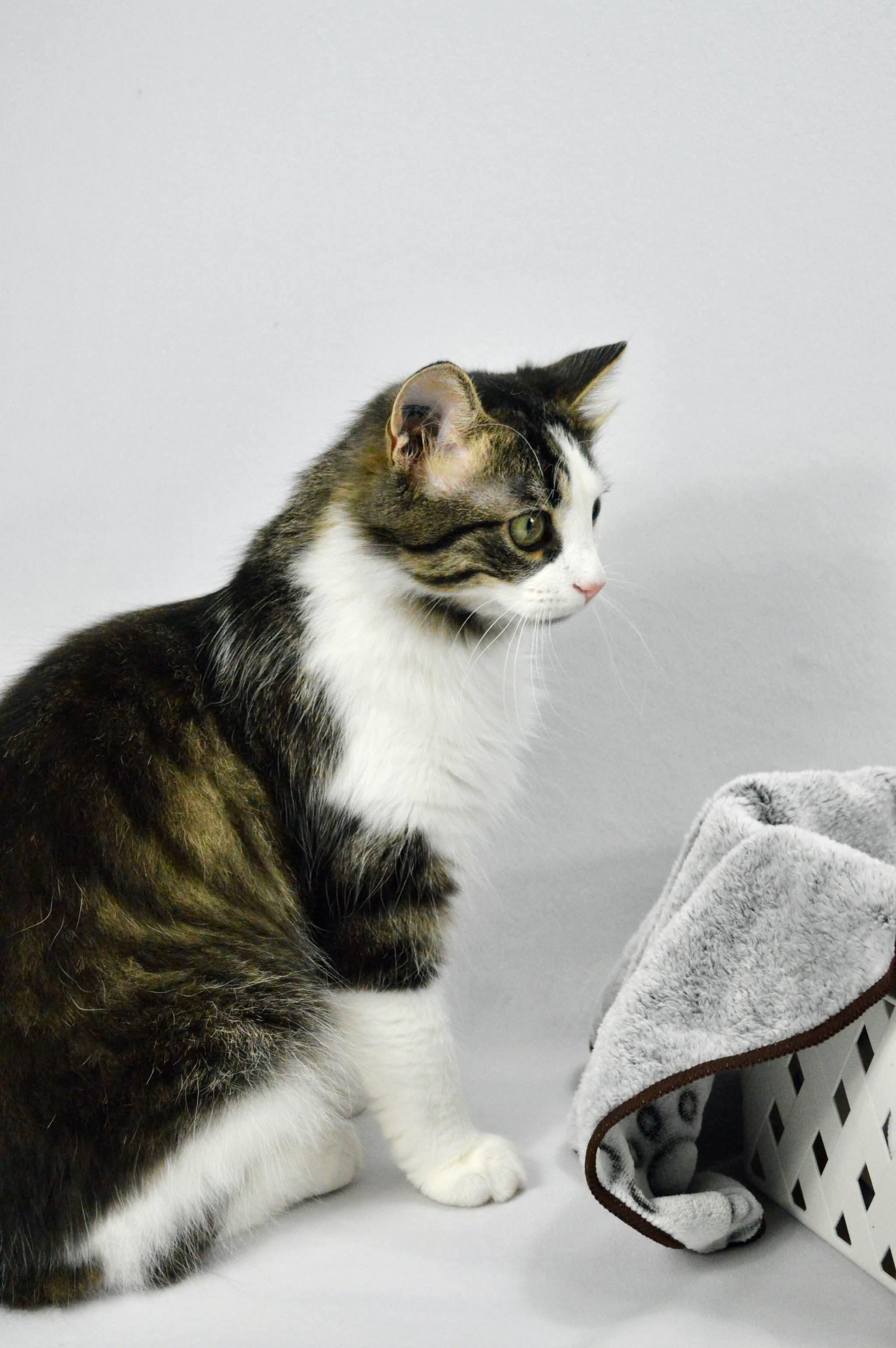 Enlarge Meadow, a Adoptable mixed breed in Steinbach, MB image 5/6