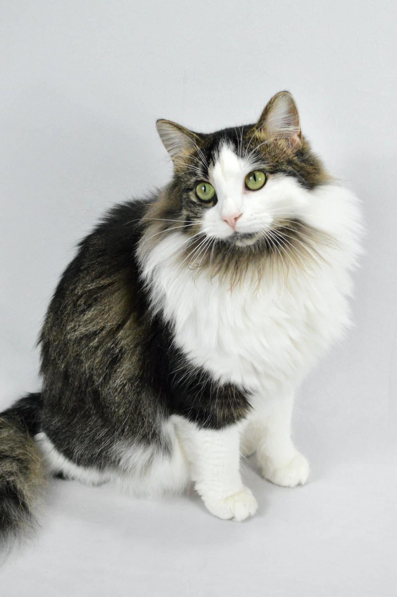Enlarge Meadow, a Adoptable mixed breed in Steinbach, MB image 6/6
