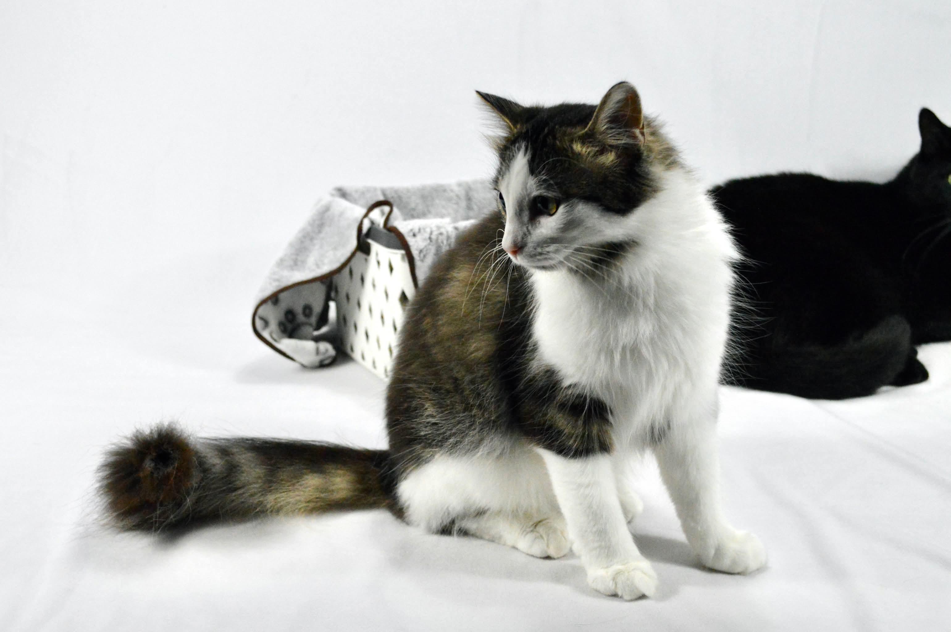 Enlarge Meadow, a Adoptable mixed breed in Steinbach, MB image 6/6