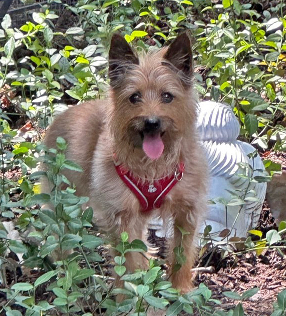 Enlarge DARLING DAISY - CAIRN TERRIER SWEETHEART NEEDS A FENCED YARD & ANOTHER DOG, a Adopted Cairn Terrier in Arlington Heights, IL image 3/14