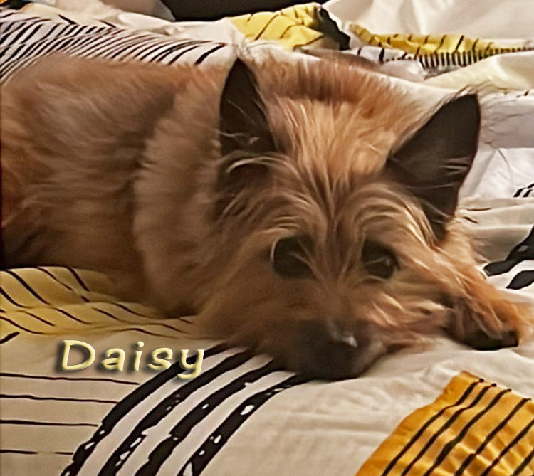 Enlarge DARLING DAISY - CAIRN TERRIER SWEETHEART NEEDS A FENCED YARD & ANOTHER DOG, a Adopted Cairn Terrier in Arlington Heights, IL image 4/14