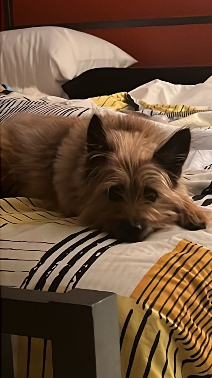 Enlarge DARLING DAISY - CAIRN TERRIER SWEETHEART NEEDS A FENCED YARD & ANOTHER DOG, a Adopted Cairn Terrier in Arlington Heights, IL image 5/14