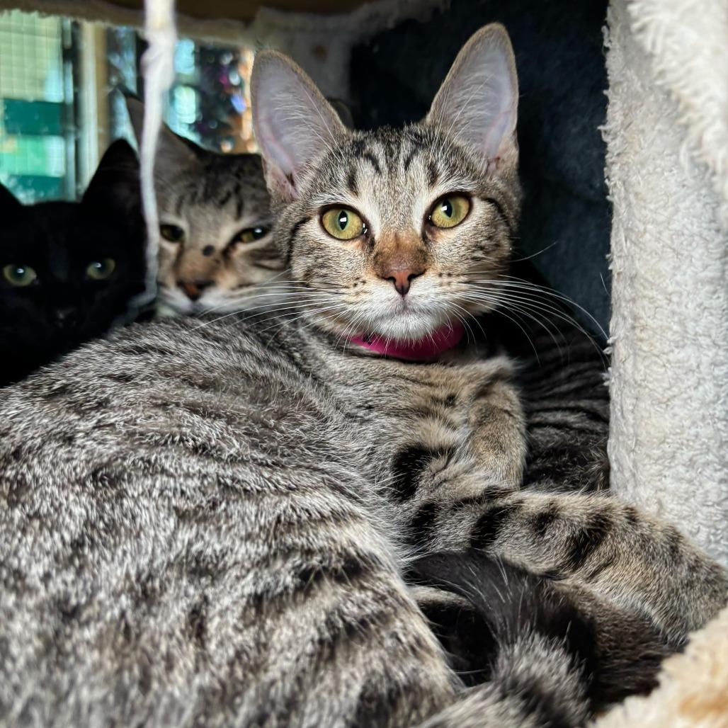 Ruth, Adoptable, Kitten Female Domestic Short Hair & Domestic Short Hair.