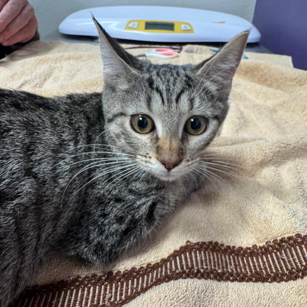 Enlarge Ruth, a Adoptable mixed breed in Englewood, FL image 2/2