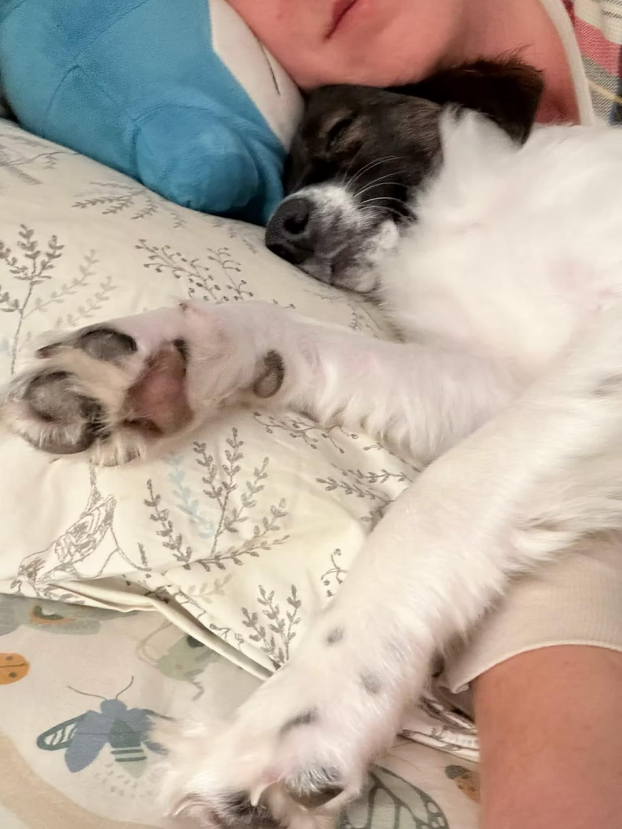 Enlarge Paul - in Maine, a ADOPTABLE mixed breed in Kennebunkport, ME image 5/6