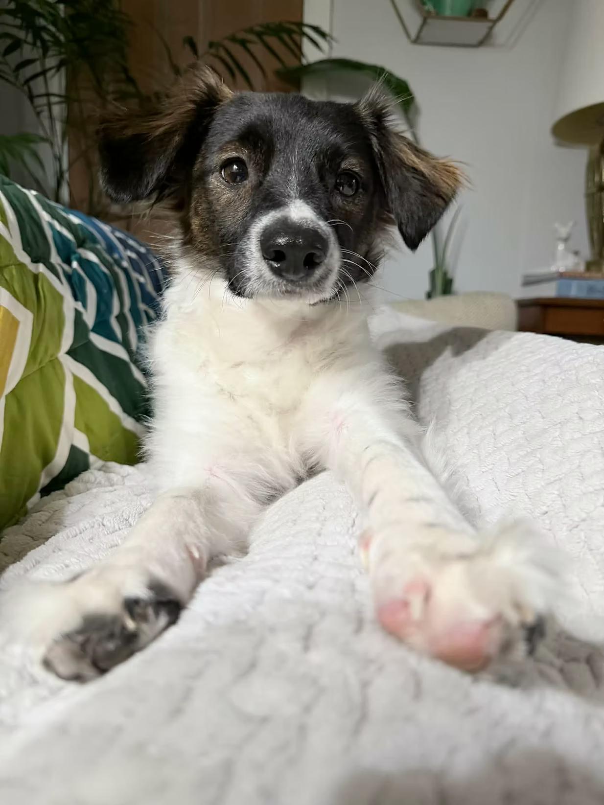 Enlarge Paul - in Maine, a ADOPTABLE mixed breed in Kennebunkport, ME image 1/6