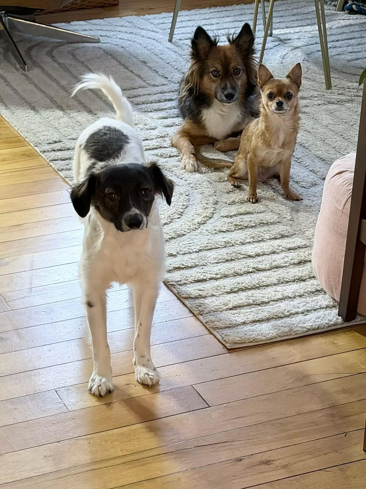 Enlarge Paul - in Maine, a ADOPTABLE mixed breed in Kennebunkport, ME image 6/6