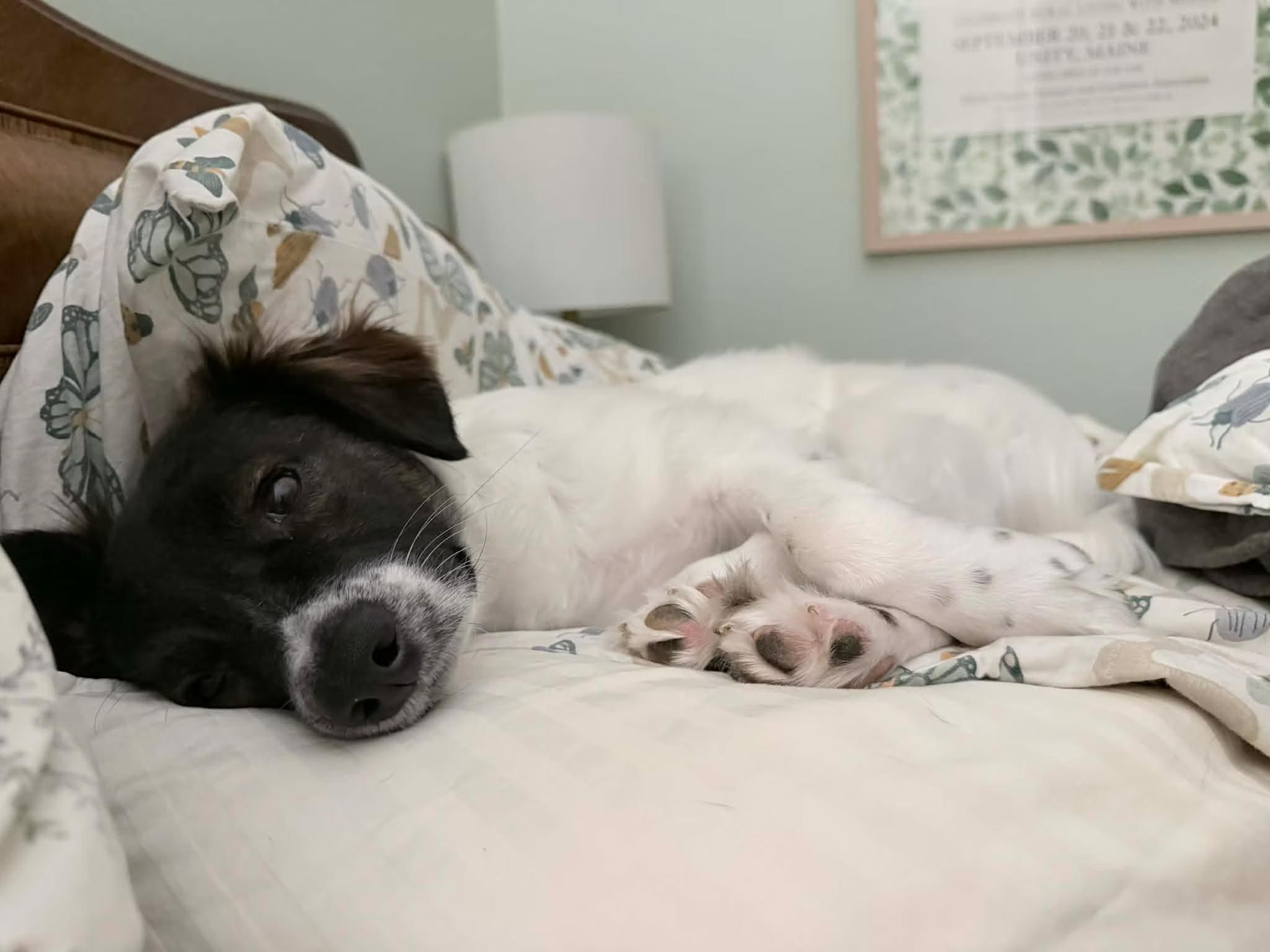 Enlarge Paul - in Maine, a ADOPTABLE mixed breed in Kennebunkport, ME image 4/6