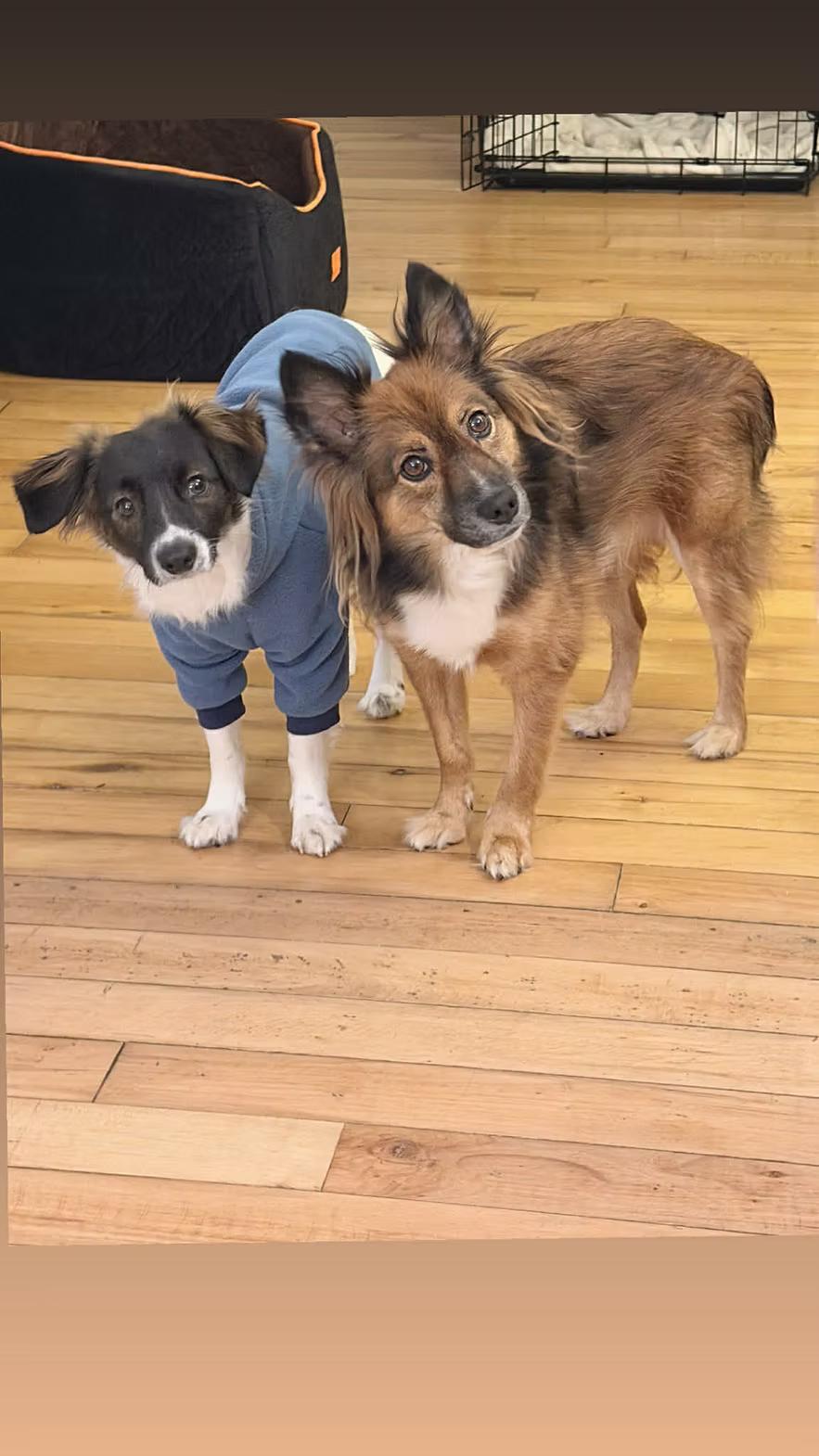 Enlarge Paul - in Maine, a ADOPTABLE mixed breed in Kennebunkport, ME image 3/6