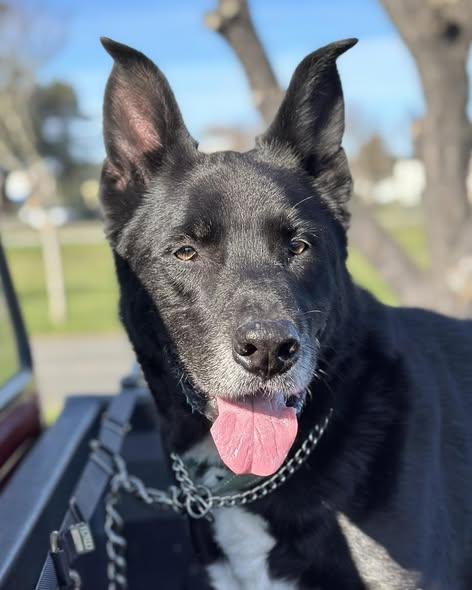 Enlarge Joseph, a ADOPTABLE mixed breed in Crescent city, CA image 3/5
