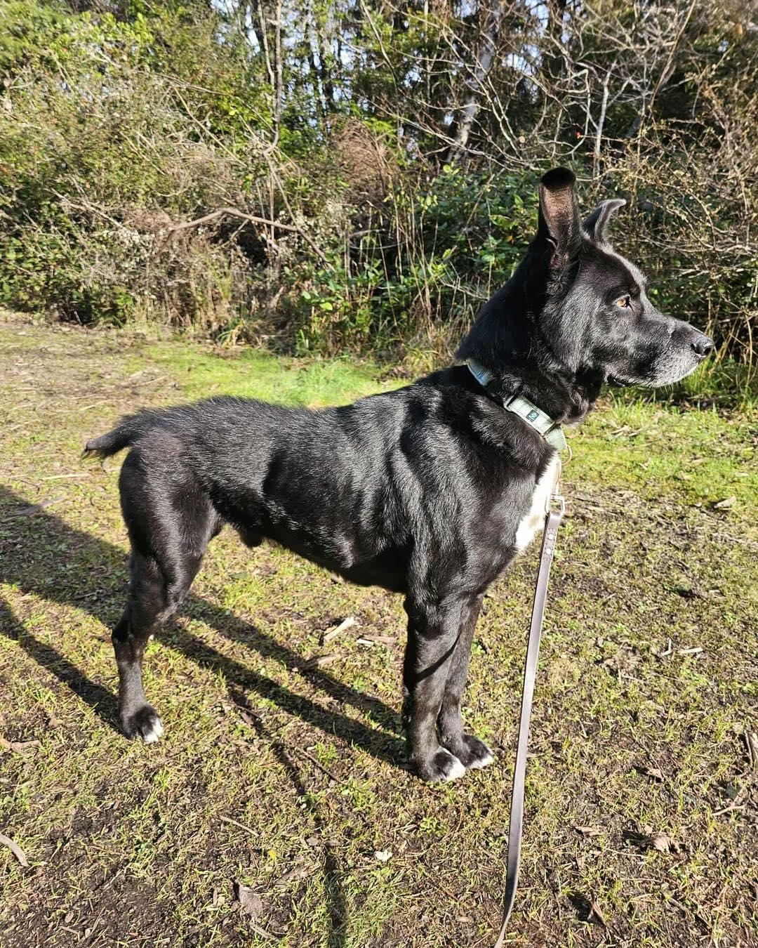 Enlarge Joseph, a ADOPTABLE mixed breed in Crescent city, CA image 5/5