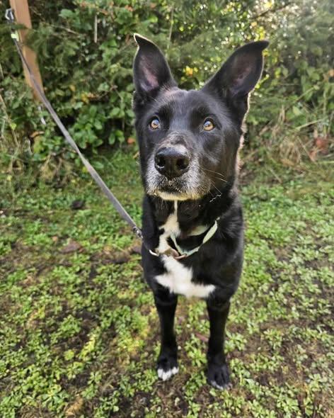 Enlarge Joseph, a ADOPTABLE mixed breed in Crescent city, CA image 1/5