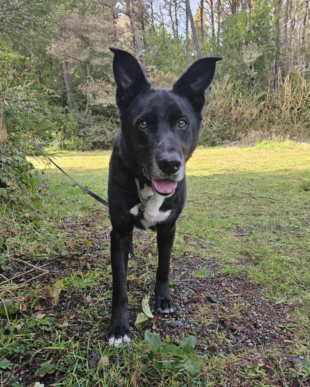 Enlarge Joseph, a ADOPTABLE mixed breed in Crescent city, CA image 4/5