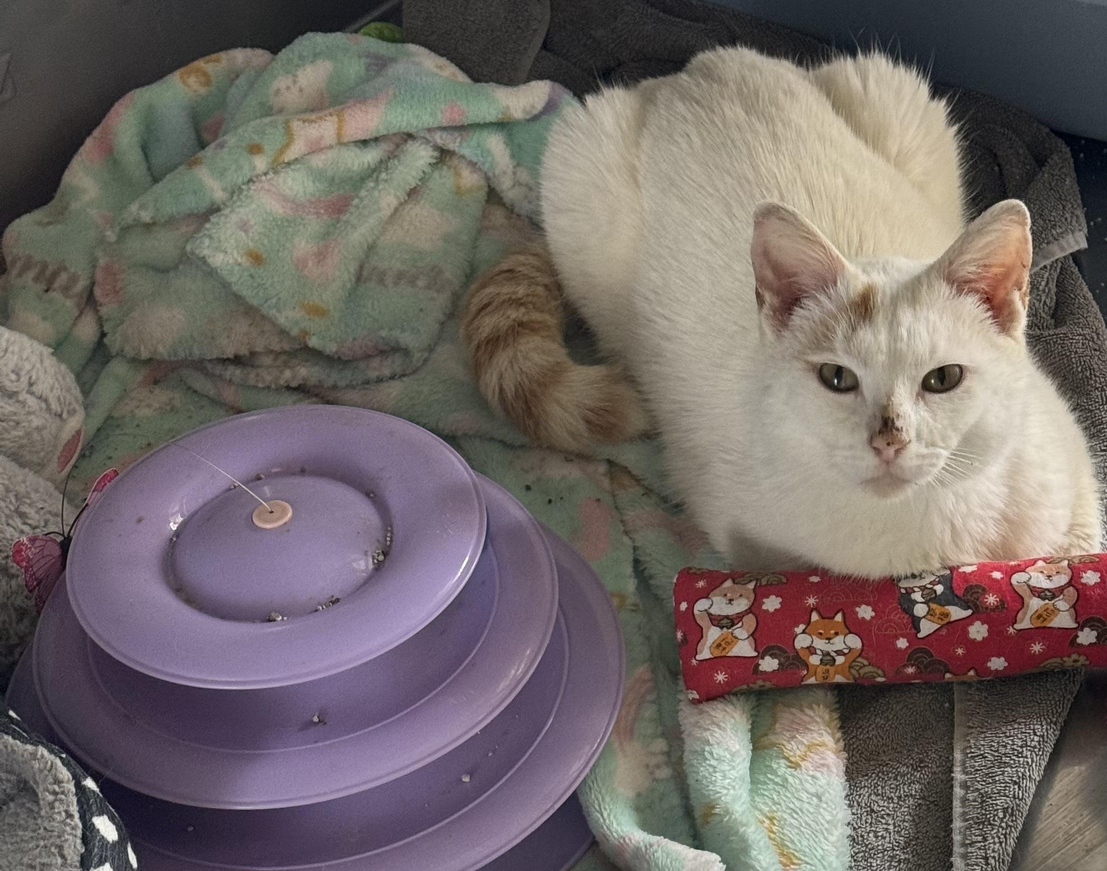 Prince, an adoptable Siamese in Ludington, MI, 49431 | Photo Image 2