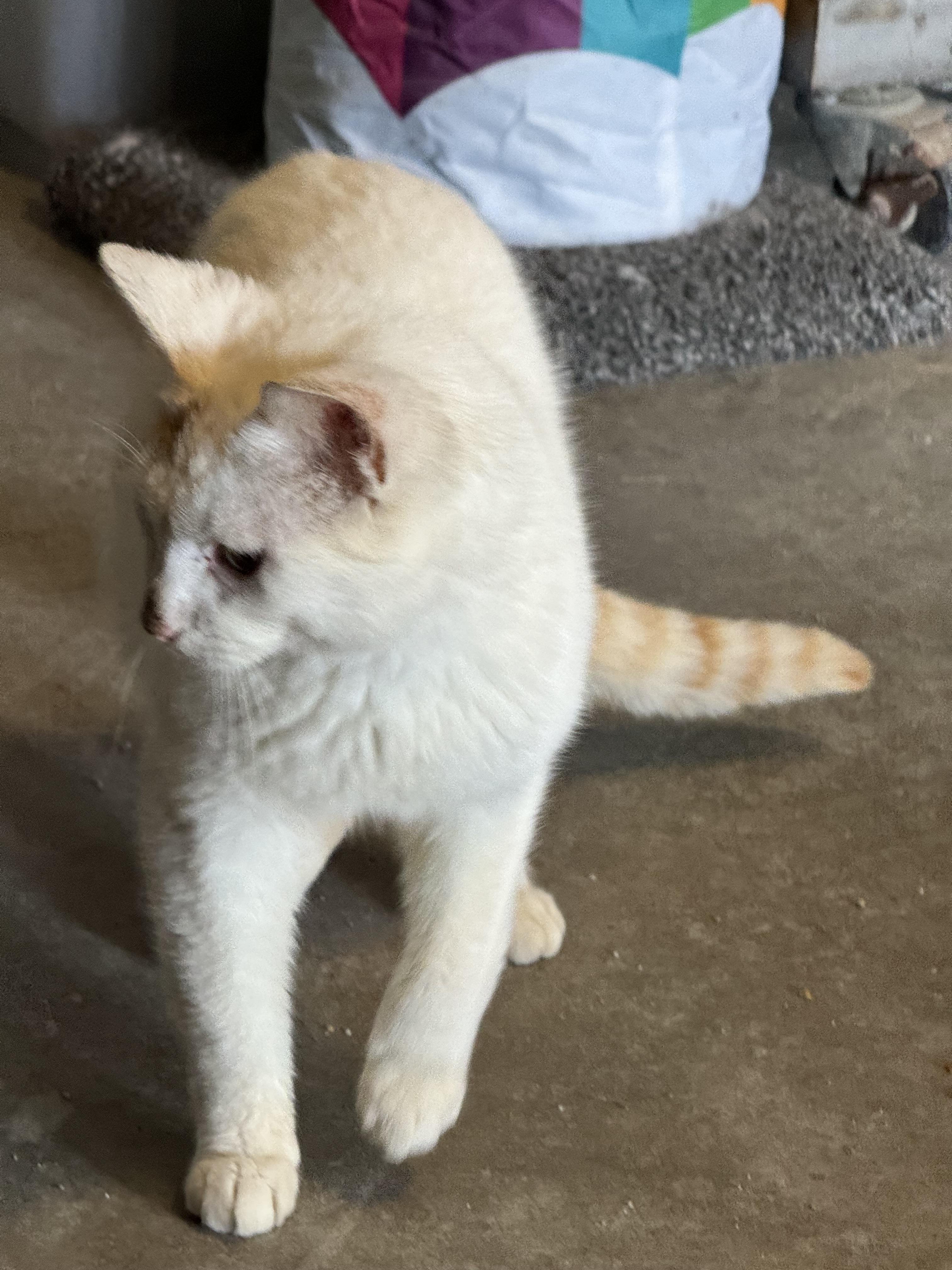 Prince, an adoptable Siamese in Ludington, MI, 49431 | Photo Image 3