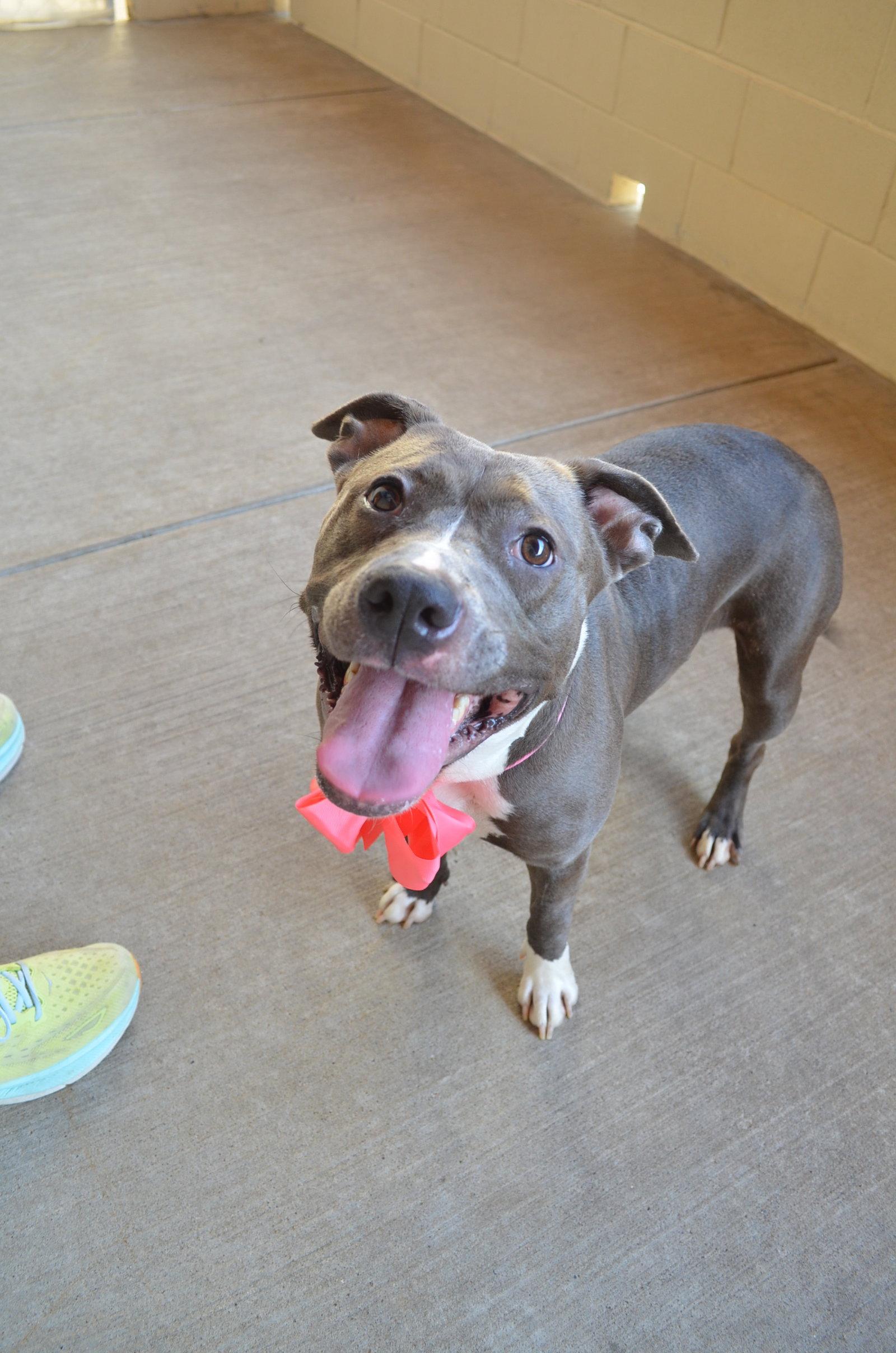 Router (In Foster), a Adoptable Pit Bull Terrier in McKinney, TX image 1/3