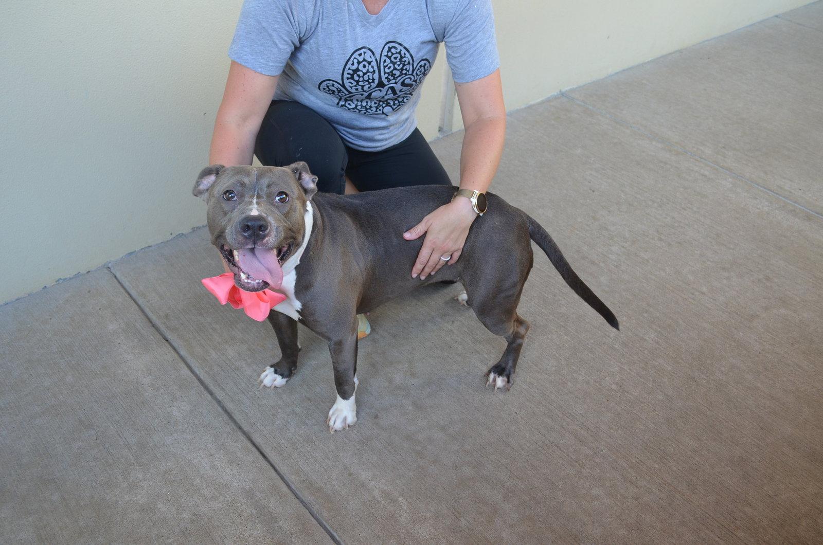 Router (In Foster), a Adoptable Pit Bull Terrier in McKinney, TX image 2/3