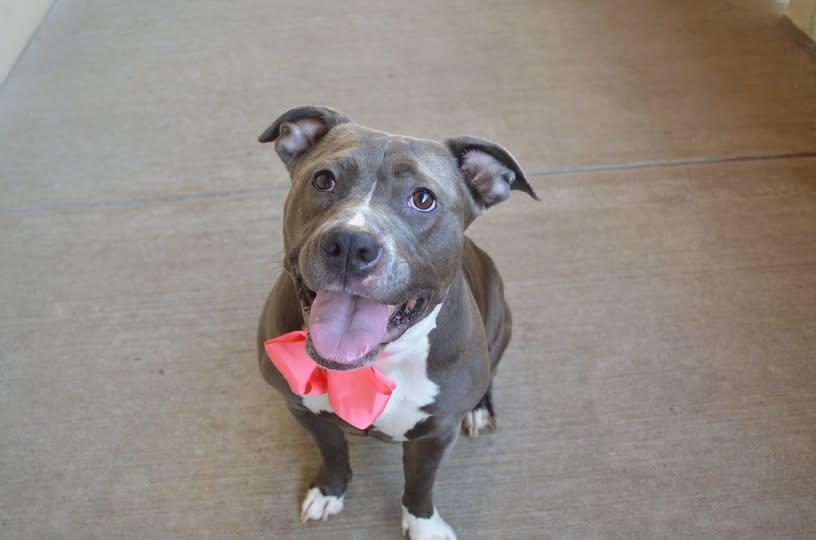Router (In Foster), a Adoptable Pit Bull Terrier in McKinney, TX image 3/3