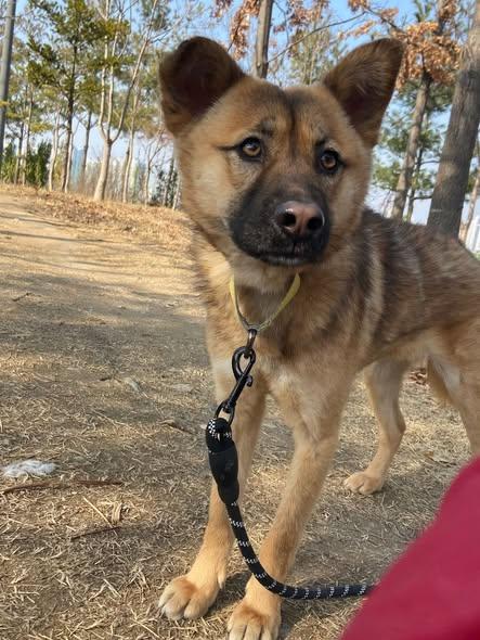 Enlarge Penny, an adopted mixed breed in KITCHENER, ON image 1/1