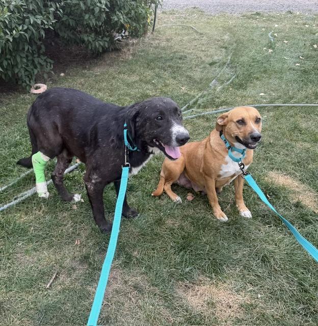 Enlarge Billy and Butter, a Adoptable mixed breed in Madras, OR image 4/4