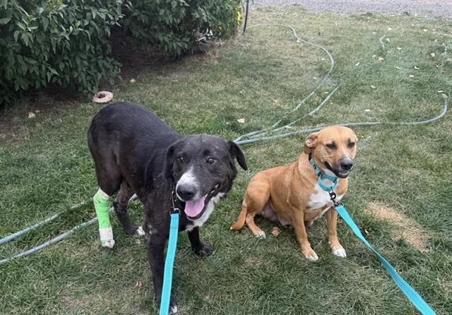 Billy and Butter, Adoptable, Adult Male Mixed Breed.