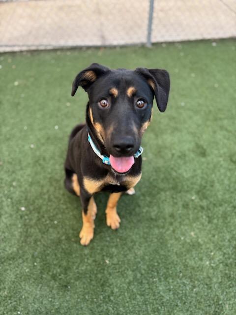 PRALINE, Adoptable, Young Female German Shepherd Dog & Mixed Breed.