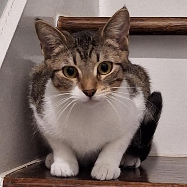 Trolli Houston — thumbnail 2