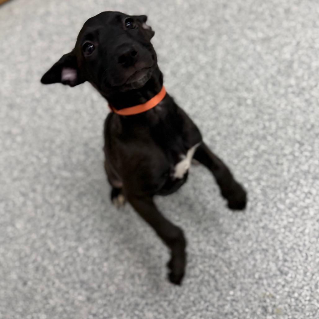 Matcha, Adoptable, Puppy Female Mixed Breed.