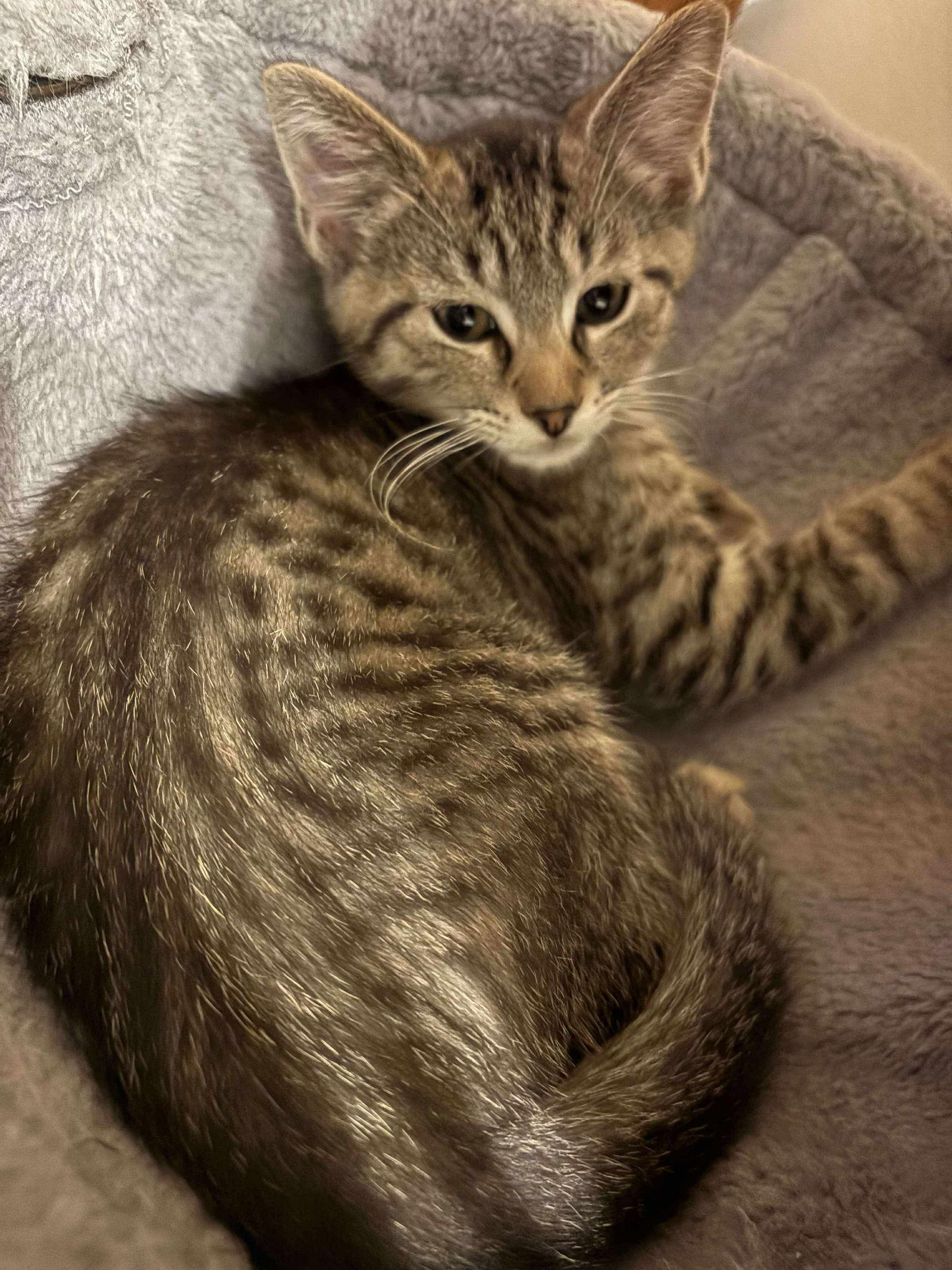 Enlarge Flounder, a Adoptable Tabby in Morehead, KY image 1/1