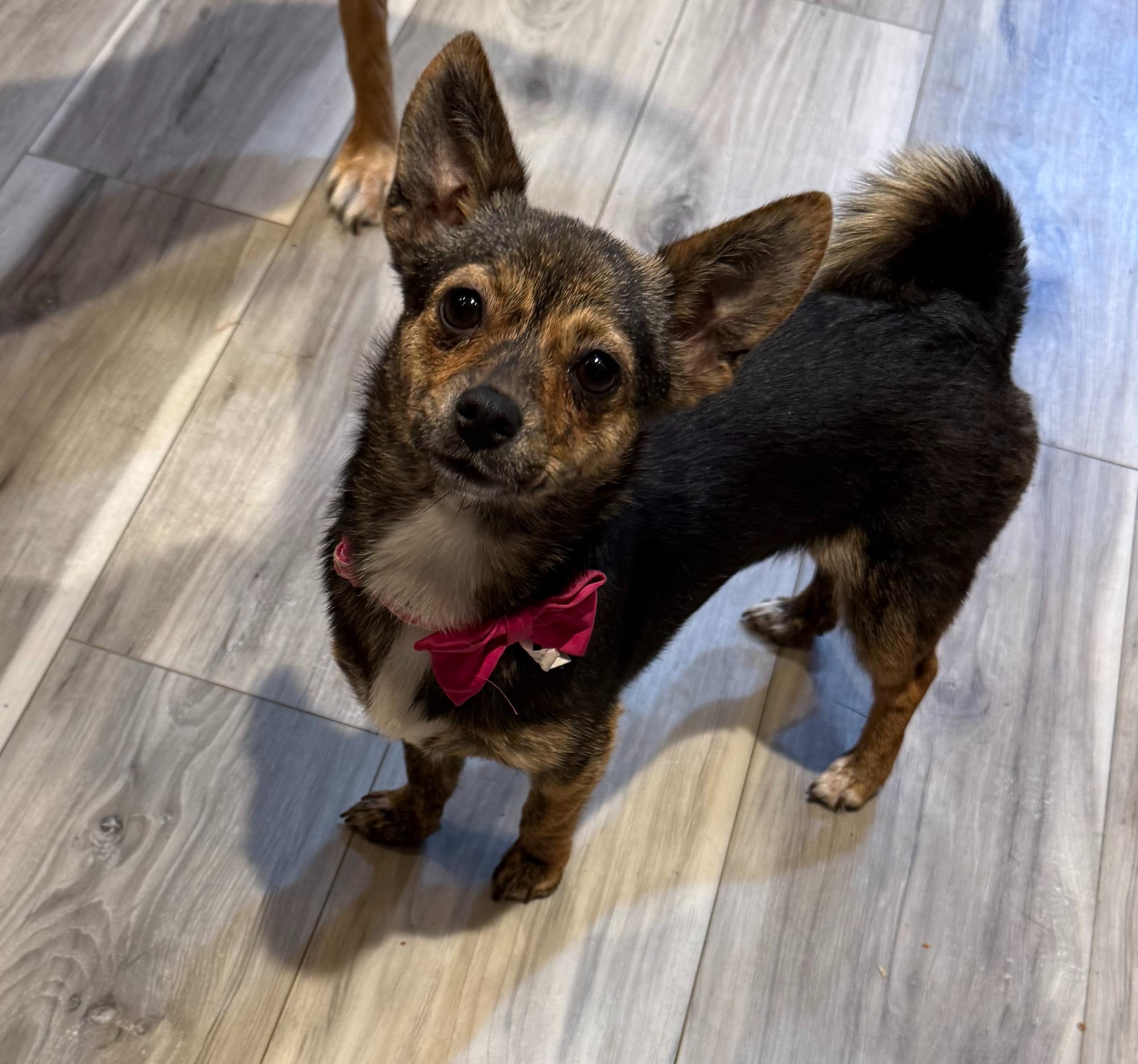 Charlotte (F), a ADOPTABLE mixed breed in Sun Prairie, WI image 4/4