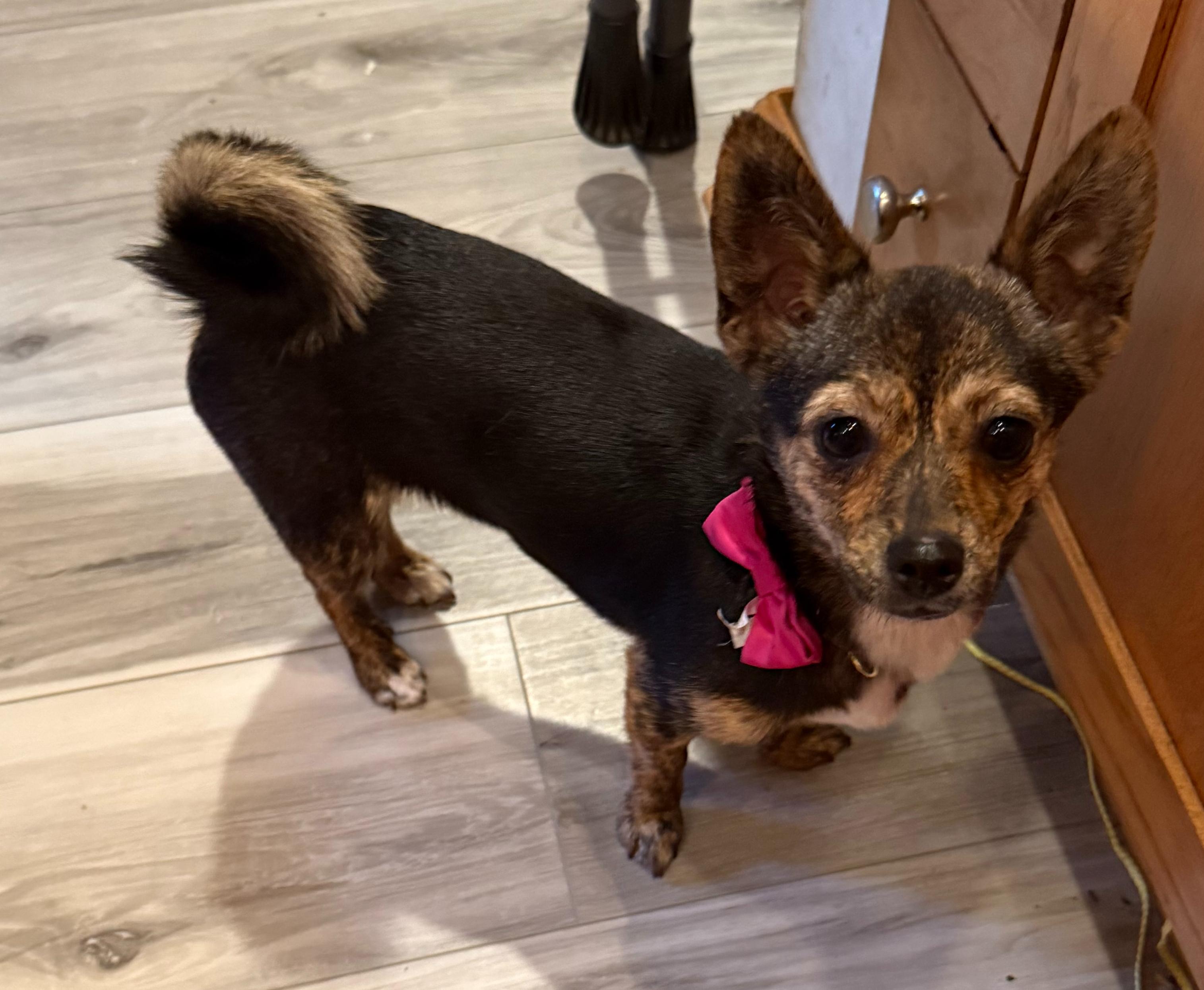 Charlotte (F), a ADOPTABLE mixed breed in Sun Prairie, WI image 3/4