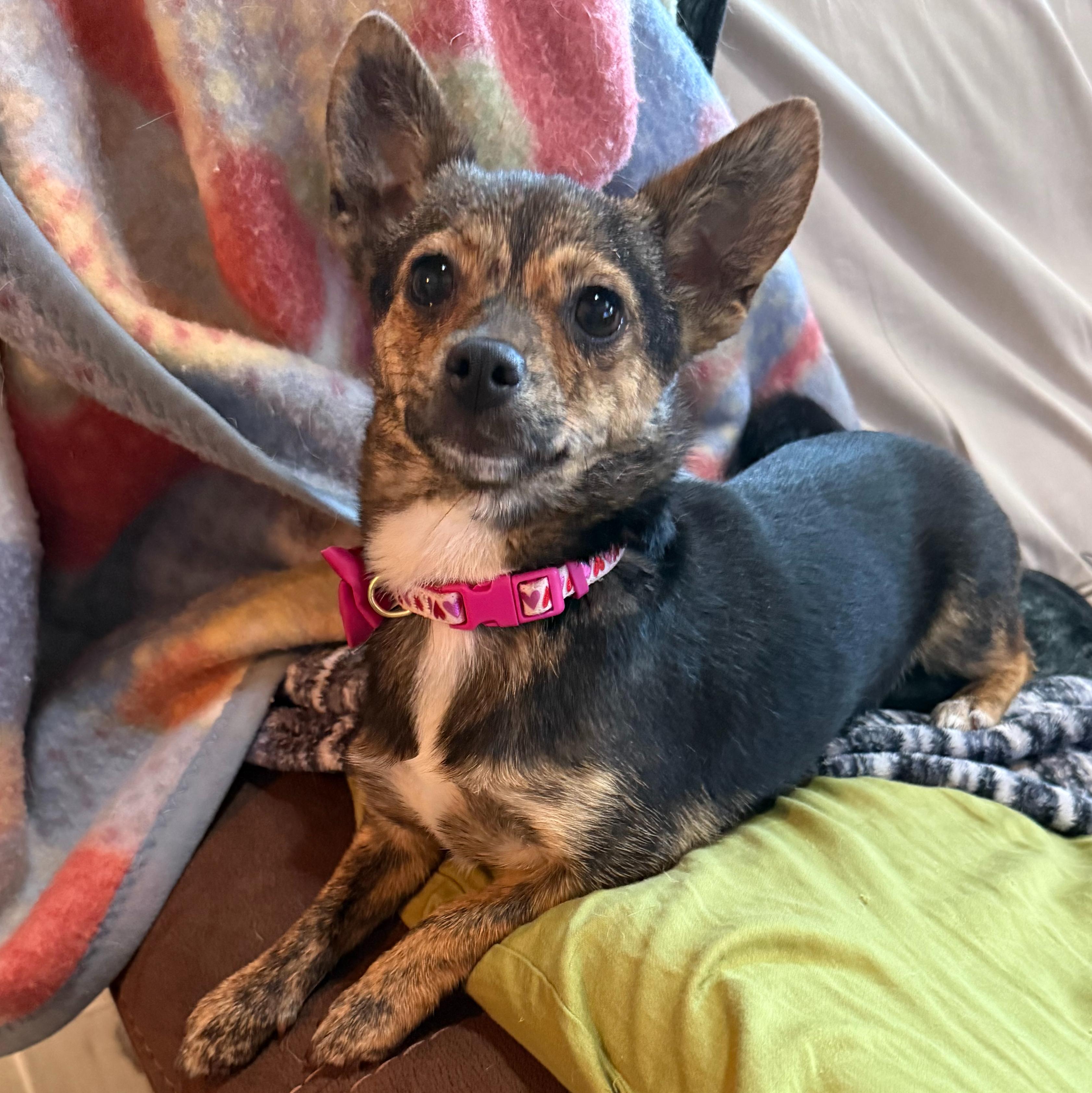 Charlotte (F), a ADOPTABLE mixed breed in Sun Prairie, WI image 2/4