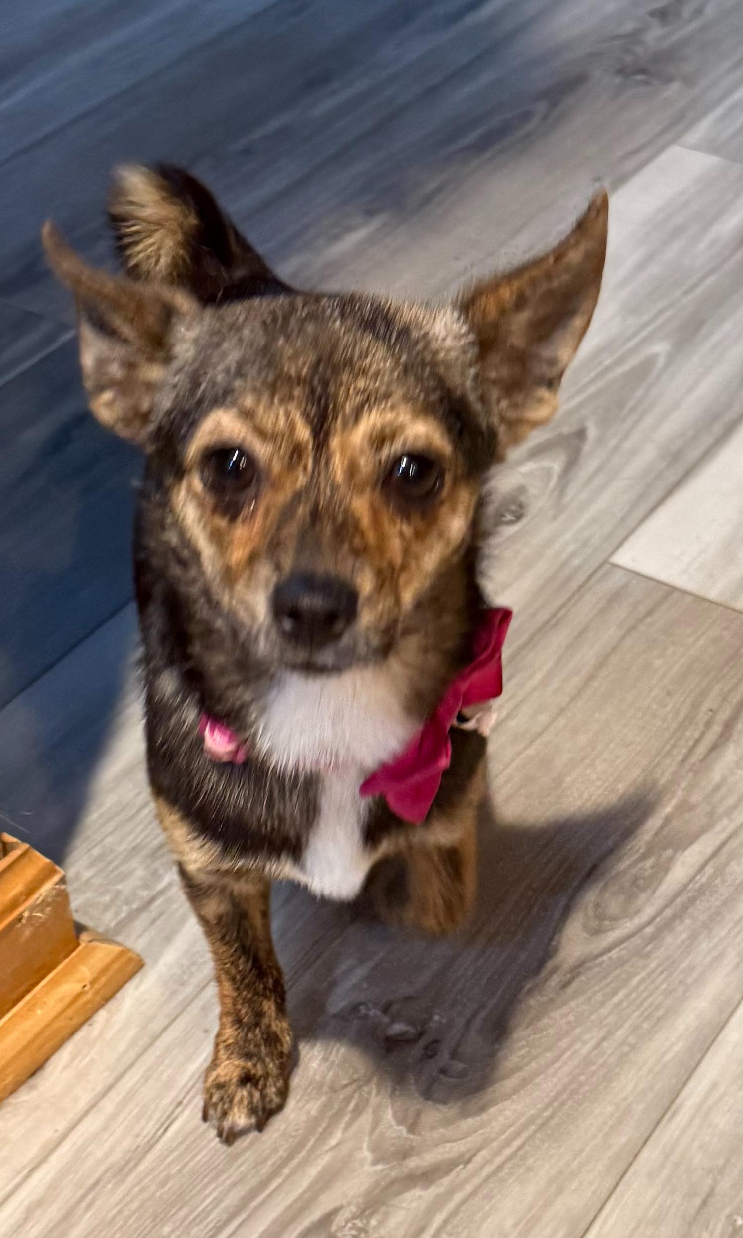 Charlotte (F), ADOPTABLE, Young Female Chihuahua & Dachshund.