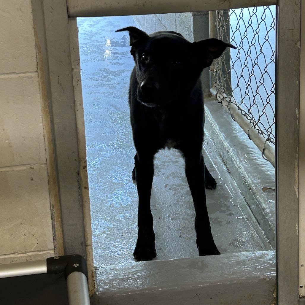 Sean, Adoptable, Adult Male Shepherd.