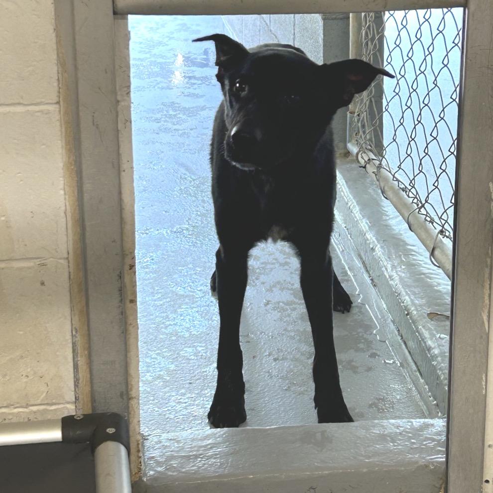 Sean, Adoptable, Adult Male Shepherd.