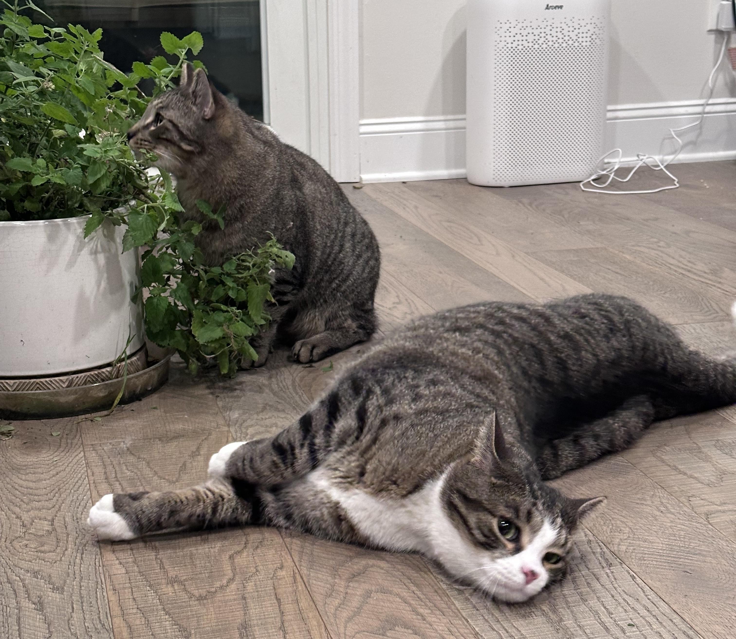 Enlarge Harry & Marv, a ADOPTABLE Domestic Short Hair in Schenectady, NY image 1/6