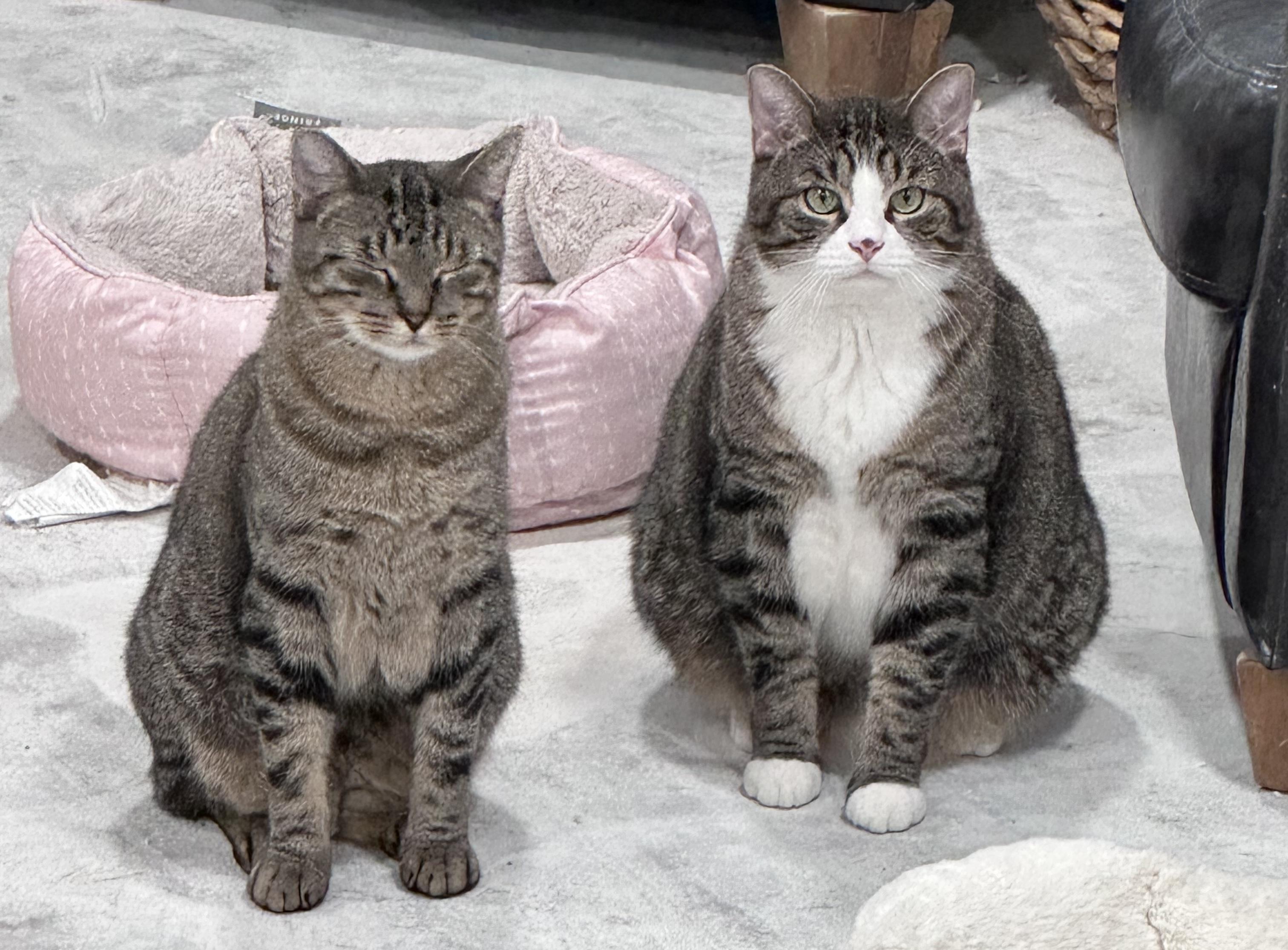 Enlarge Harry & Marv, a ADOPTABLE Domestic Short Hair in Schenectady, NY image 2/6