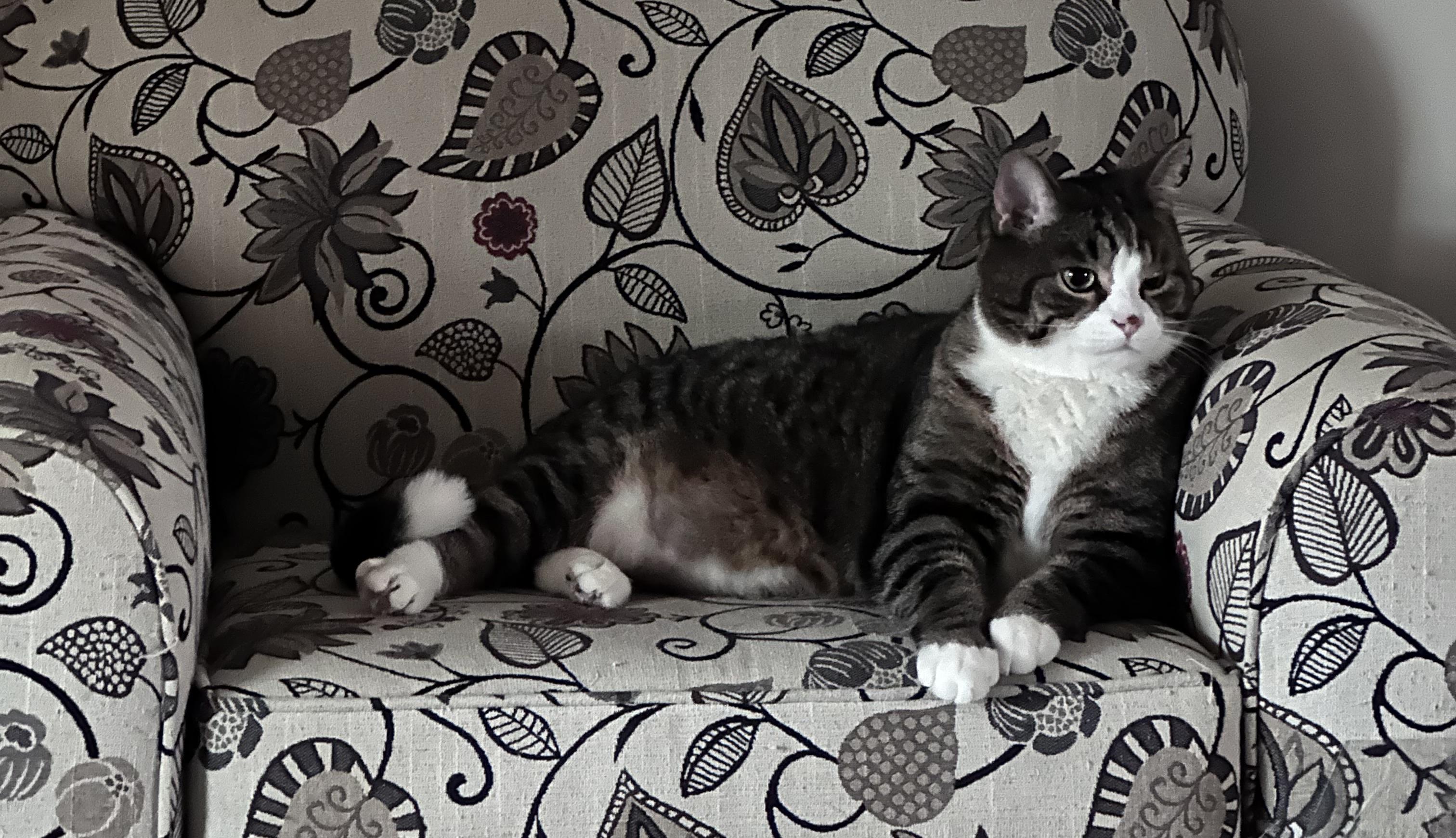 Enlarge Harry & Marv, a ADOPTABLE Domestic Short Hair in Schenectady, NY image 3/6