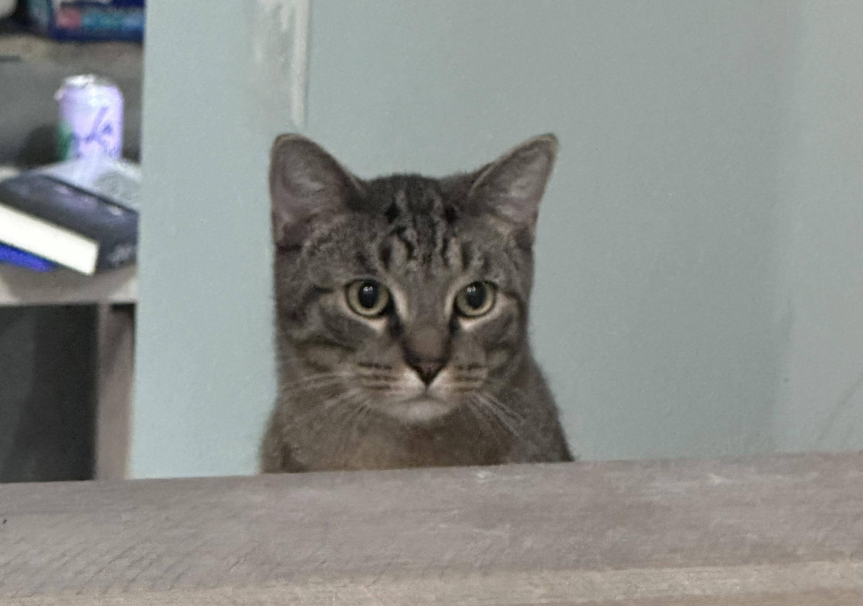 Enlarge Harry & Marv, a ADOPTABLE Domestic Short Hair in Schenectady, NY image 4/6