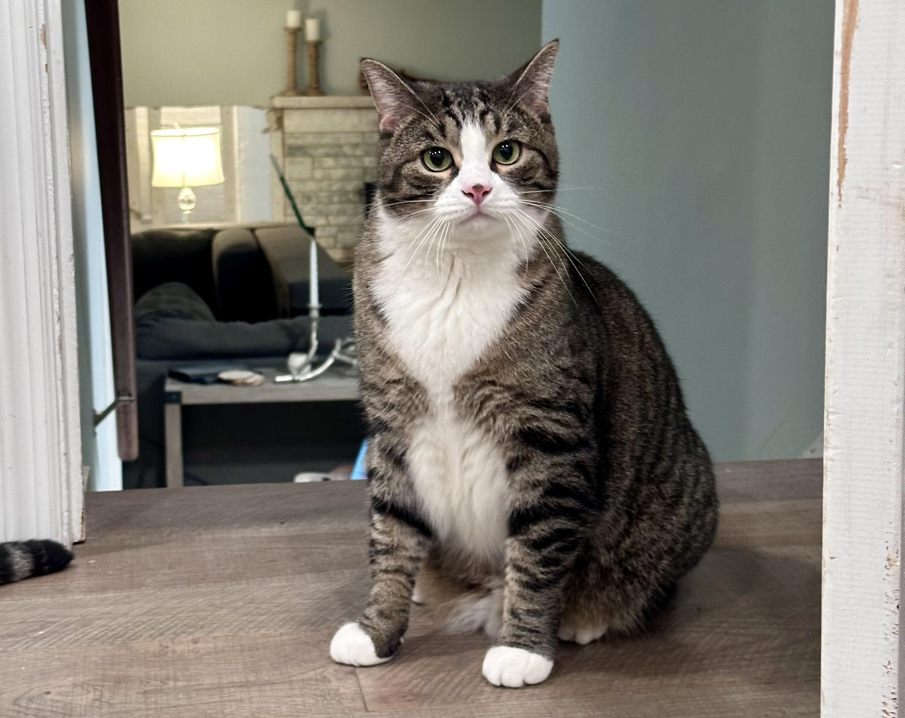 Enlarge Harry & Marv, a ADOPTABLE Domestic Short Hair in Schenectady, NY image 6/6