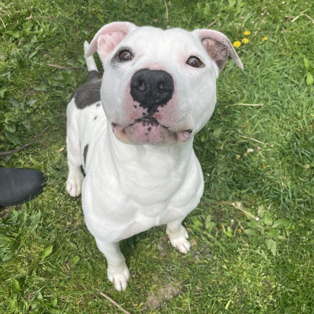 Crookedy, a Adoptable Mixed Breed in Rossville, GA image 2/6