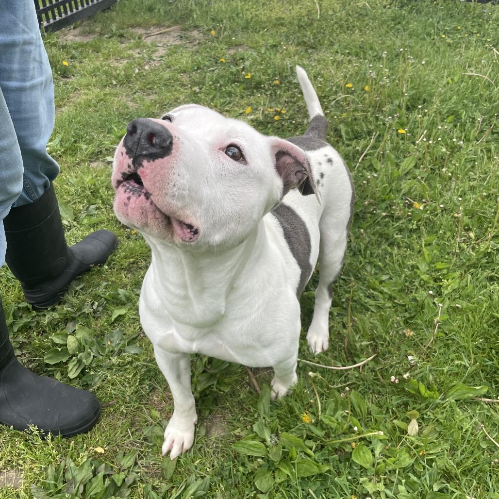 Crookedy, a Adoptable Mixed Breed in Rossville, GA image 5/6