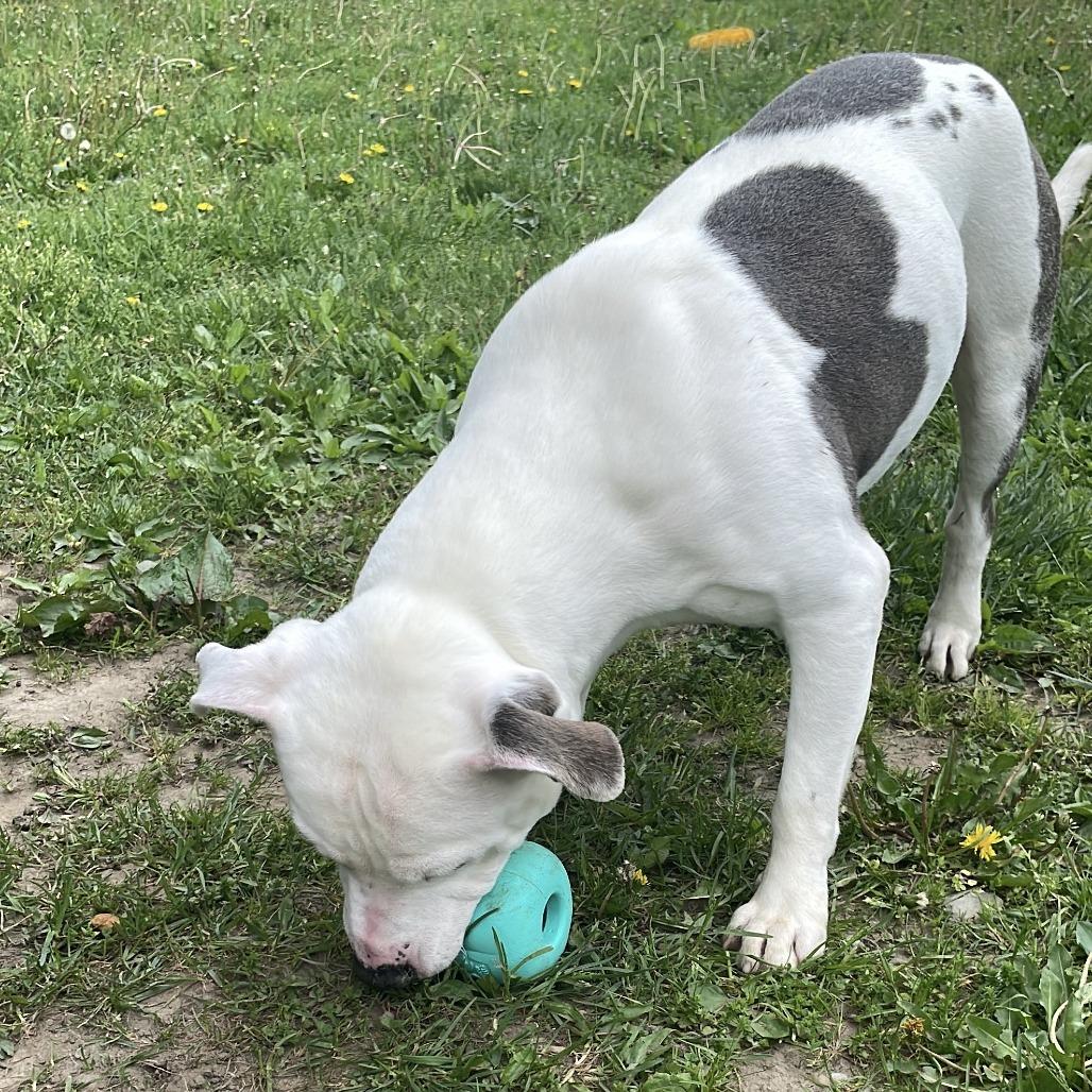 Crookedy, a Adoptable Mixed Breed in Rossville, GA image 6/6