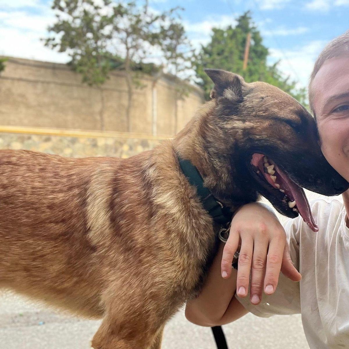 Handsome BRUNO from Azerbaijan!, Adult Male German Shepherd Dog
